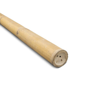 Bambusstange Giganteus - Ø11-14 x 400 cm - Natur - Eviro Bambus