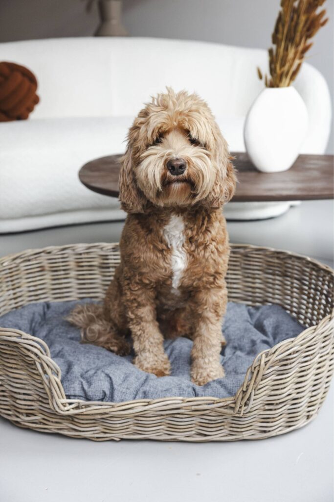 Rattan Hundekorb Oval - 70 cm lang - Naturgrau - PVB Collection